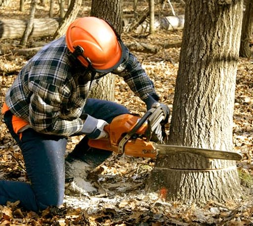 Tree Removal in White Oak, NC
